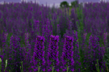 lavender field in the Siberian expanses