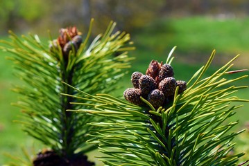 Pinus mugo cones