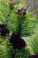 Pinus mugo cones