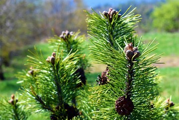 Pinus mugo cones