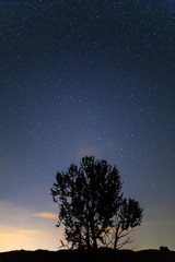 Fototapeta na wymiar quiet prairie with alone tree silhouette under a starry sky with Ursa Major constellation