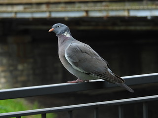 Common wood pigeon