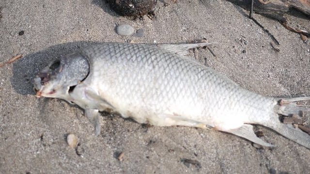 Fish carcass on a beach - pollution or oil spill concept