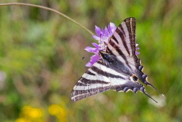The Southern Swallowtail (Iphiclides feisthamelii)
