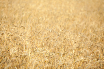 field wheat plant nature background 