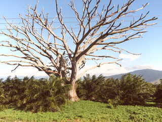 Dry tree in the new oil palm field.