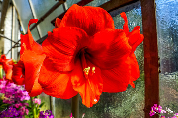 Hibuskus, Blumen, Gewächshaus  © Sina Ettmer