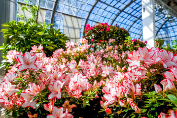 Blumenmeer im Gewächshaus 