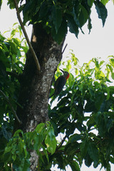 The Jamaican woodpecker (Melanerpes radiolatus) pecking on a tree in Portland Jamaica