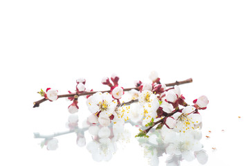 Branch with apricot flowers on a white background