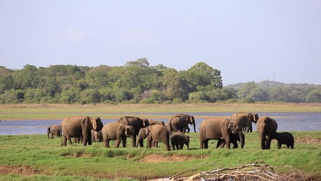 Elephants du parc national Minneriya au Sri Lanka