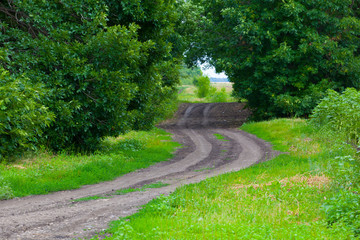 summer field road tree background 