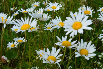 Fototapeta premium camomile