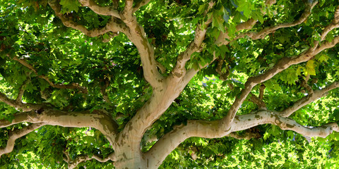Natur, Baum, Baumkrone, Sonnenlicht, Panorama
