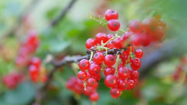 Ripe red currant berries on a branch, on a natural green background. Fruit shrub with vada. Tasty and healthy fruits. 4K UHD video