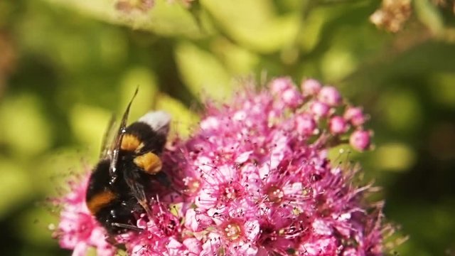 A closeup bumblebee in slow motion gathering nectar from a beautiful pink flower. Macro view of summer nature. Spring in slowmo