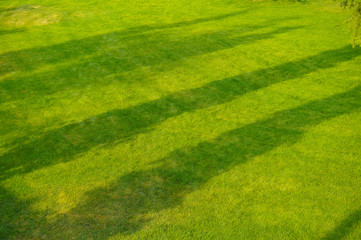  lawn, meadow, trimmed green grass, summer sun on the grass, fresh texture