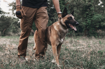 Portrait of a brown belgian malinois that walks on a leash with the owner. Dog training. Nature is man's friend. Walk with a pet in the park - obrazy, fototapety, plakaty