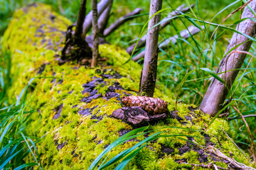 Pine cone on a branch covered with moss.
