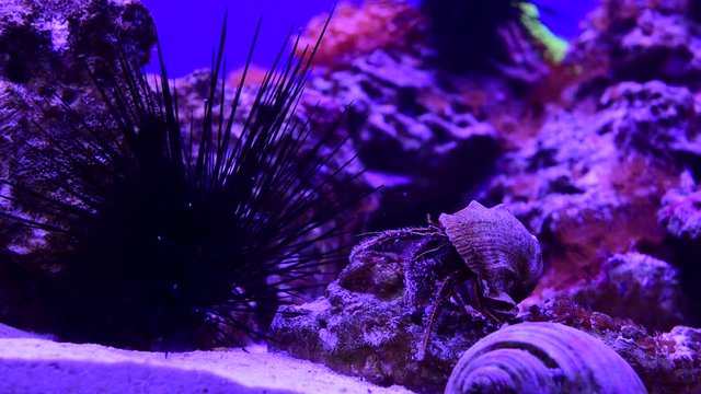 Sea urchin and hermit crab in a marine aquarium 4k video