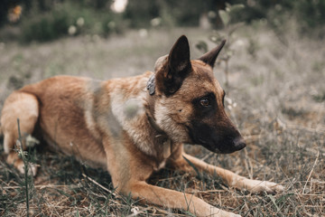 Belgian malinois is lying on the grass in the park. Nature outdoors portrait of brown dog
