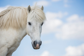 Portrait of a white pony horse with beautiful mane in nature. Horizontal. Copyspace. No people.