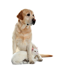 Fototapeta na wymiar Adorable dog and cat together on white background. Friends forever