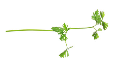 Fresh green organic parsley on white background