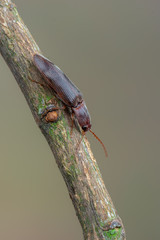 a beetle - Elateridae - Stenagostus rhombeus