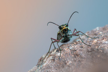 Fototapeta premium Tiger beetle - Calomera littoralis