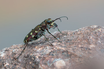 Tiger beetle - Calomera littoralis