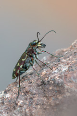 Tiger beetle - Calomera littoralis