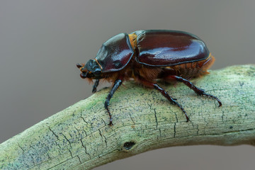 European rhinoceros beetle - Oryctes nasicornis