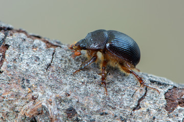 earth-boring dung beetle - Geotrupidae - Odonteus armiger