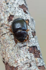 earth-boring dung beetle - Geotrupidae - Odonteus armiger
