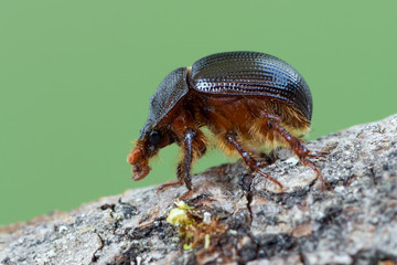 earth-boring dung beetle - Geotrupidae - Odonteus armiger