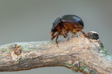 earth-boring dung beetle - Geotrupidae - Odonteus armiger