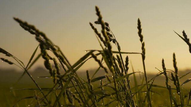 Fresh green grass with dew drops clips,dew drops on green grass footage,rain drops on green grass video,Ultra hd 4k dew drop on green grass movie 4K
