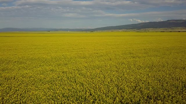 Idaho Camas Prairie Yellow Green Conola 