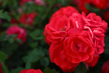 Beautiful garden flowers outdoors, space for text. Amazing nature in summer