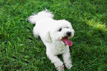 Cute fluffy Bichon Frise dog on green grass in park