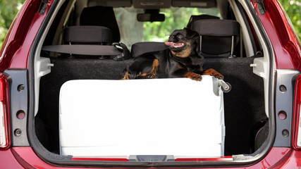 Cute Petit Brabancon dog lying on suitcase in car trunk