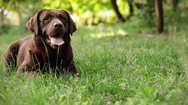 Chocolate Labrador Retriever dog lying on green grass in park. Space for text