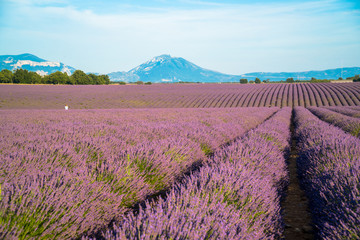 Lavender fields and mountains in the distance in Valensole, Alpes-de-Haute-Provence/France. / General View