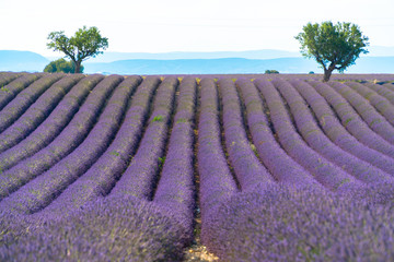Fototapeta na wymiar Lavender fields with trees in the distance. Valensole, Alpes-de-Haute-Provence/France.