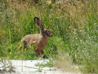 European hare © lberlik