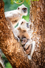 Singe Langur gris du Sri Lanka