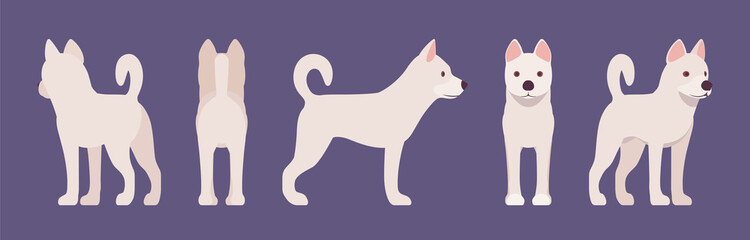 White shepherd dog standing. Working active breed, cute family pet, companion for disability assistance, search, rescue, police, military help. Vector flat style cartoon illustration, different views