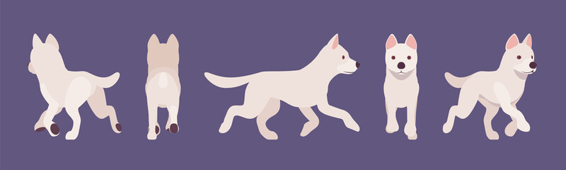 White shepherd dog running. Working active breed, cute family pet, companion for disability assistance, search, rescue, police, military help. Vector flat style cartoon illustration, different views