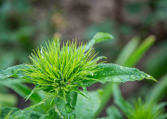 Dianthus barbatus flowers starting to bloom, green flower buds with sharp thin leaves, springtime garden - Sweet-williams - Caryophyllaceae with water drops after rain